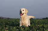GOLDEN RETRIEVER 875